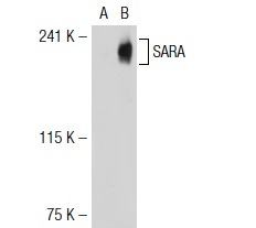 SARA (N-20): sc-8881. Western blot analysis of SARA expression in non-transfected: sc-117752 (A) and human SARA transfected: sc-115327 (B) 293T whole cell lysates.