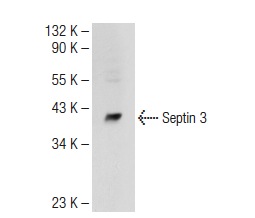 Septin 3 (G-6): sc-74431. Western blot analysis of Septin 3 expression in Jurkat whole cell lysate.