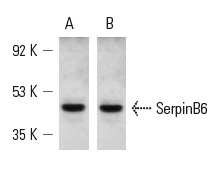Western blot analysis of SerpinB6 expression in NIH/ 3T3 whole cell lysate (A,B). Antibodies tested include SerpinB6 (F-12): sc-21143 (A) and SerpinB6 (M-12): sc-21145 (B).