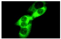 SerpinB6 (F-12): sc-21143. Immunofluorescence staining of methanol-fixed NIH/3T3 cells showing cytoplasmic localization.