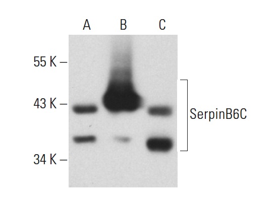 SerpinB6 (F-12): sc-21143. Western blot analysis of SerpinB6C expression in non-transfected 293T: sc-117752 (A), mouse SerpinB6C transfected 293T: sc-123499 (B) and Caki-1 (C) whole cell lysates.