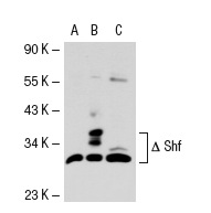 Shb/Shf (C-20): sc-530. Western blot analysis of Shf expression in non-transfected 293T: sc-117752 (A), truncated mouse Shf transfected 293T: sc-127535 (B) and K-562 (C) whole cell lysates.