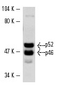 Shc (PG-797): sc-967. Western blot analysis of Shc expression in MCF7 whole cell lysate.