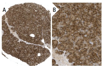 Shc (PG-797): sc-967. Immunoperoxidase staining of formalin fixed, paraffin-embedded human pancreas tissue showing cytoplasmic and nuclear staining of exocrine glandular cells and islet cells at low (A) and high (B) magnification. Kindly provided by The Swedish Human Protein Atlas (HPA) program.