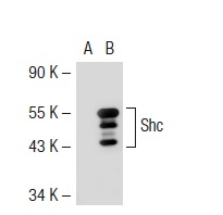 Shc (PG-797): sc-967. Western blot analysis of Shc expression in non-transfected: sc-117752 (A) and mouse Shc transfected: sc-123541 (B) 293T whole cell lysates.