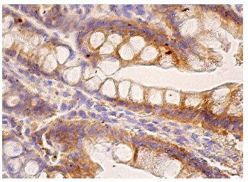 Shc (PG-797): sc-967. Immunoperoxidase staining of formalin fixed, paraffin-embedded human small intestine tissue showing cytoplasmic staining of glandular cells.
