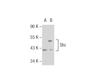 Shc (C-20): sc-288. Western blot analysis of Shc expression in non-transfected: sc-117752 (A) and mouse Shc transfected: sc-123541 (B) 293T whole cell lysates.