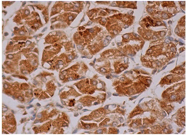 Shc Antibody (C-20): sc-288. Immunoperoxidase staining of formalin fixed, paraffin-embedded human lower stomach tissue showing cytoplasmic staining of glandular cells.