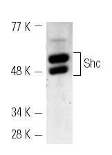 Shc (H-108): sc-1695. Western blot analysis of Shc expression in SK-BR-3 whole cell lysate.