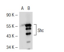 Shc (H-108): sc-1695. Western blot analysis of Shc expression in non-transfected: sc-117752 (A) and mouse Shc transfected: sc-123541 (B) 293T whole cell lysates.