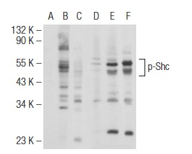 Western blot analysis of Shc phosphorylation in untreated (A,D), EGF treated (B,E) and EGF and lambda protein phosphatase treated (C,F) HEK293 whole cell lysates. Antibodies tested include p-Shc (Tyr 317)-R: sc-23765-R (A,B,C) and Shc (H-108): sc-1695 (D,E,F).