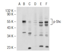 Western blot analysis of Shc phosphorylation in untreated (A,D), EGF treated (B,E) and EGF and lambda protein phosphatase treated (C,F) HEK293 whole cell lysates. Antibodies tested include p-Shc (Tyr 239): sc-101796 (A,B,C) and Shc (H-108): sc-1695 (D,E,F).