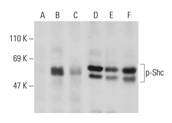 Western blot analysis of Shc phosphorylation in untreated (A,D), serum starved and EGF treated (B,E) and serum starved, EGF and lambda protein phosphatase treated (C,F) HEK293 whole cell lysates. Antibodies tested include p-Shc (Tyr 239): sc-101796 (A,B,C) and Shc (H-108): sc-1695 (D,E,F).
