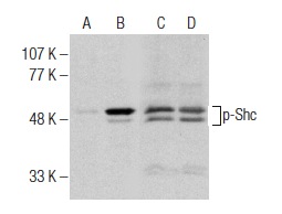 Western blot analysis of Shc phosphorylation in untreated (A,C) and EGF treated (B,D) HEK293 whole cell lysates. Antibodies tested include p-Shc (Tyr 239/240)-R: sc-18074-R (A,B) and Shc (H-108): sc-1695 (C,D).