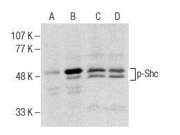 Western blot analysis of Shc phosphorylation in untreated (A,C) and EGF treated (B,D) HEK293 whole cell lysates. Antibodies tested include p-Shc (73.Tyr 349/350): sc-293148 (A,B) and Shc (H-108): sc-1695 (C,D).