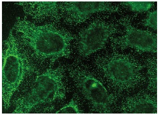 N-Shc (H-7): sc-365598. Immunofluorescence staining of methanol-fixed HeLa cells showing cytoplasmic localization.