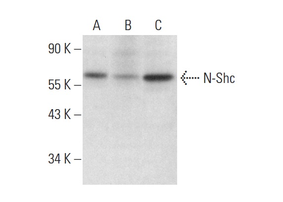 N-Shc (H-7): sc-365598. Western blot analysis of N-Shc expression in SK-BR-3 (A) and H4 (B) whole cell lysates and SK-BR-3 nuclear extract (C).