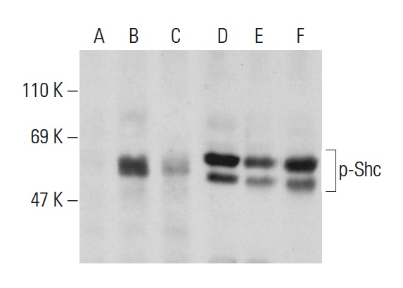 Western blot analysis of Shc phosphorylation in untreated (A,D), serum starved and EGF treated (B,E) and serum starved, EGF and lambda protein phosphatase treated (C,F) HEK293 whole cell lysates. Antibodies tested include p-Shc (Tyr 239): sc-101796 (A,B,C) and Shc (H-108): sc-1695 (D,E,F).