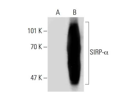 SIRP-α/β (A-1): sc-17803. Western blot analysis of SIRP-α expression in non-transfected: sc-117752 (A) and human SIRP-α transfected: sc-159295 (B) 293T whole cell lysates.