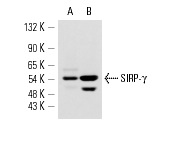 SIRP-γ (OX117): sc-53112. Western blot analysis of SIRP-γ expression in AML-193 (A) and Jurkat (B) whole cell lysates.