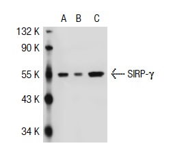 SIRP-γ (OX117): sc-53112. Western blot analysis of SIRP-γ expression in non-transfected 293T: sc-117752 (A), human SIRP-γ transfected 293T: sc-116900 (B) and AML-193 (C) whole cell lysates.