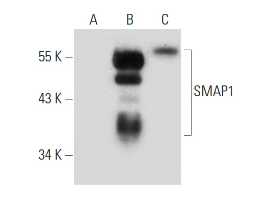 SMAP1 (Q-18): sc-162230. Western blot analysis of SMAP1 expression in non-transfected: sc-110760 (A) and human SMAP1 transfected: sc-114653 (B) 293 whole cell lysates and rat brain tissue extract (C).
