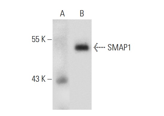 SMAP1 (N-12): sc-162229. Western blot analysis of SMAP1 expression in non-transfected: sc-117752 (A) and mouse SMAP1 transfected: sc-123645 (B) 293T whole cell lysates.