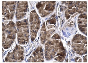 SOCS-2 (H-74): sc-9022. Immunoperoxidase staining of formalin fixed, paraffin-embedded human stomach tissue showing cytoplasmic staining of glandular cells.