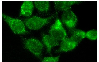 SPOP (C-14): sc-66649. Immunofluorescence staining of methanol-fixed HeLa cells showing cytoplasmic and nuclear localization.