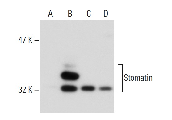 Stomatin (M-14): sc-48308. Western blot analysis of Stomatin expression in non-transfected 293T: sc-117752 (A), human Stomatin transfected 293T: sc-159688 (B), MEG-01 (C) and HeLa (D) whole cell lysates.