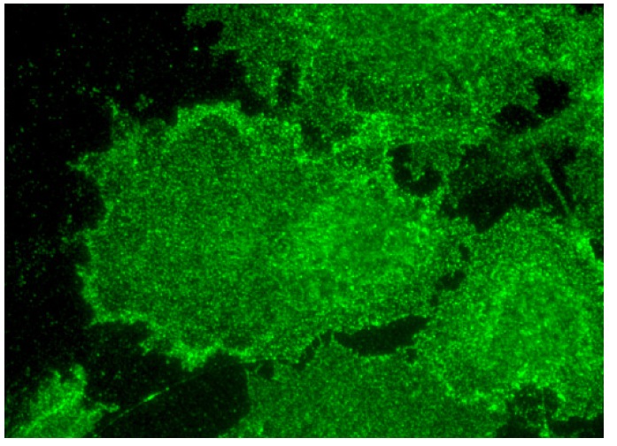 Stomatin (M-14): sc-48308. Immunofluorescence staining of formalin-fixed HepG2 cells showing membrane localization.