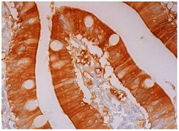 SULT2A1 (FL-285): sc-32941. Immunoperoxidase staining of formalin fixed, paraffin-embedded human small intestine tissue showing cytoplasmic staining of glandular cells.