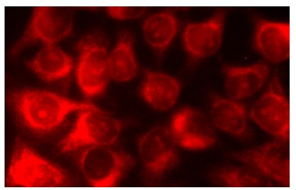 SULT2B1 (R-55): sc-67104. Immunofluorescence staining of methanol-fixed HeLa cells showing cytoplasmic localization.