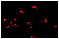 Syndecan-1 (DL-101): sc-12765. Immunofluorescence staining of methanol-fixed Hela cells showing membrane staining.