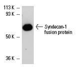 Syndecan-1 (DL-101): sc-12765. Western blot analysis of human recombinant Syndecan-1 fusion protein.