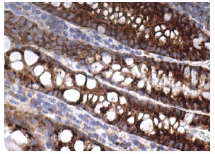 Syndecan-1 (DL-101): sc-12765. Immunoperoxidase staining of formalin fixed, paraffin-embedded human small intestine tissue showing membrane and cytoplasmic staining of glandular cells.