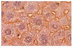 Syndecan-4 (H-140): sc-15350. Immunoperoxidase staining of formalin fixed, paraffin-embedded mouse liver tissue showing membrane localization.