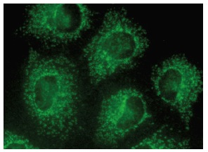 TBRG4 (F-1): sc-373948. Immunofluorescence staining of methanol-fixed HeLa cells showing cytoplasmic localization.
