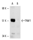 TRAF1 (H-3): sc-6253. Western blot analysis of TRAF1 expression in IB4 cells transfected with a TRAF1 expression vector (A) and non-transfected control (B).