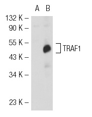 TRAF1 (H-3): sc-6253. Western blot analysis of TRAF1 expression in non-transfected: sc-117752 (A) and mouse TRAF1 transfected: sc-127696 (B) 293T whole cell lysates.