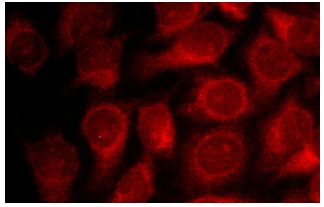 TRAF1 (H-3): sc-6253. Immunofluorescence staining of methanol-fixed HeLa cells showing cytoplasmic localization.