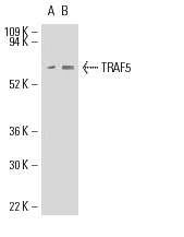 TRAF5 (H-257): sc-7220. Western blot analysis of TRAF5 expression in Jurkat (A) and CCRF-HSB-2 (B) whole cell lysates.