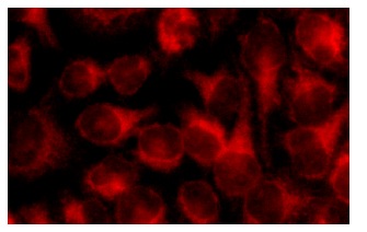TRAF6 (D-10): sc-8409. Immunofluorescence staining of methanol-fixed HeLa cells showing cytoplasmic localization.