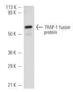 TRAP-1 (C-18): sc-8665. Western blot analysis of human recombinant TRAP-1 fusion protein.