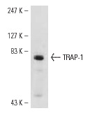 TRAP-1 (C-18): sc-8665. Western blot analysis of TRAP-1 expression in Hep G2 whole cell lysate.