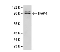TRAP-1 (C-18): sc-8665. Western blot analysis of TRAP-1 expression in Hep G2 whole cell lysate.