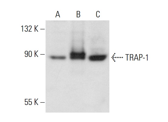 TRAP-1 (C-18): sc-8665. Western blot analysis of TRAP-1 expression in non-transfected 293T: sc-117752 (A), human TRAP-1 transfected 293T: sc-176654 (B) and Hep G2 (C) whole cell lysates.