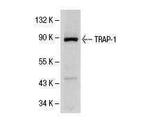 TRAP-1 (C-8): sc-13134. Western blot analysis of TRAP-1 expression in Hep G2 whole cell lysate.