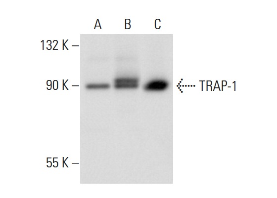 TRAP-1 (C-8): sc-13134. Western blot analysis of TRAP-1 expression in non-transfected 293T: sc-117752 (A), human TRAP-1 transfected 293T: sc-176654 (B) and Hep G2 (C) whole cell lysates.