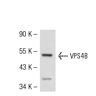VPS4B (C-13): sc-21466. Western blot analysis of VPS4B expression in HeLa whole cell lysate.